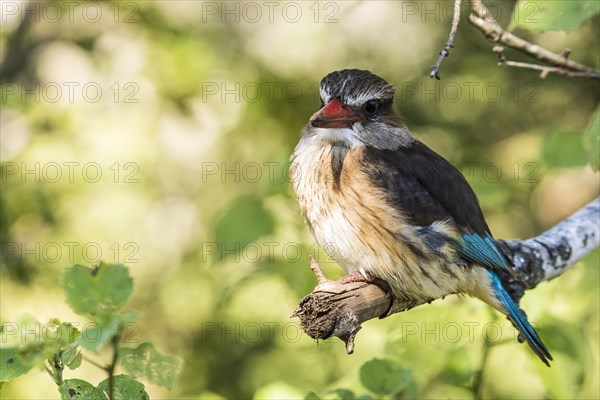 Brownhooded kingfisher