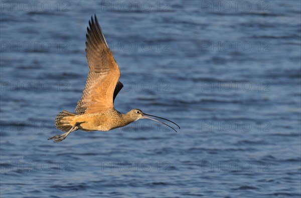 Long-billed curlew