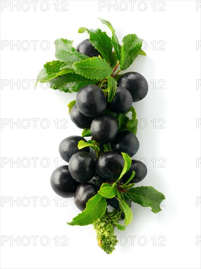 Fresh sloe berries from the blackthorn bush