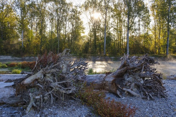 Tree trunks with roots lie on gravel bank at the Isar