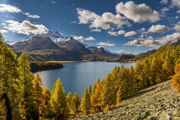 Autumnal discoloured Larches