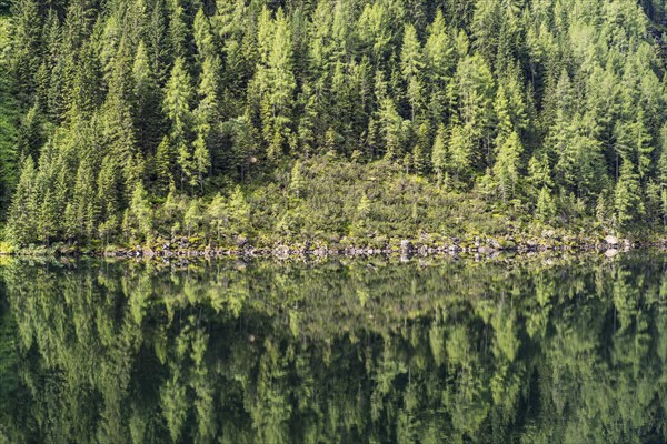 Forest reflected in Lake Riesachsee