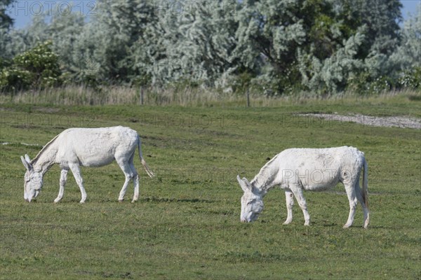 Austria-Hungarian white donkey