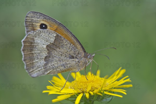 Great Meadow Brown