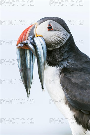 Puffin