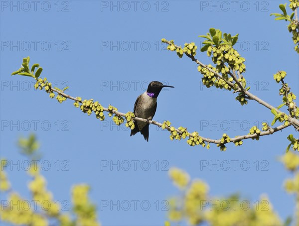 Black-chinned Hummingbird