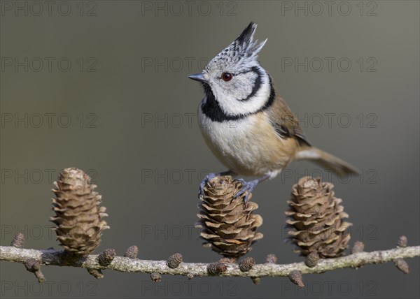 Crested tit