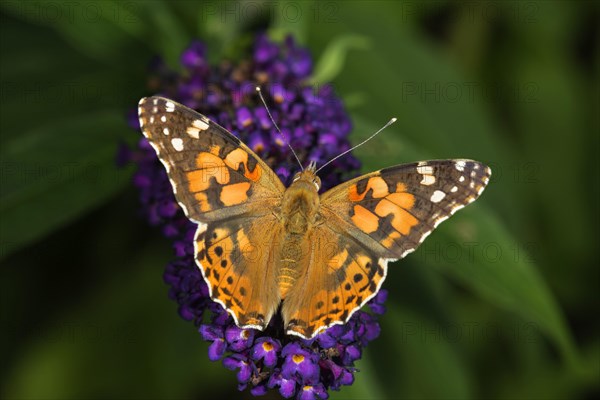 Painted lady or cosmopolitan