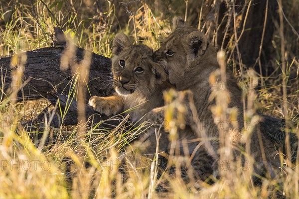 Lion cubs