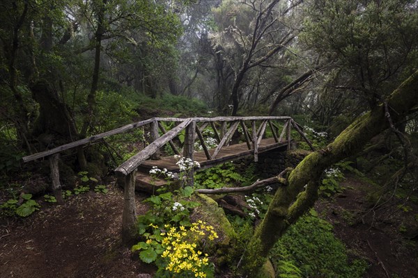 Hiking trail with bridge in fog forest