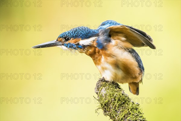 Kingfisher