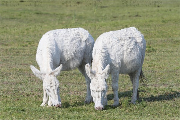 Austria-Hungarian white donkey