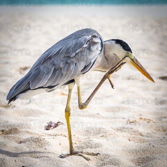 Grey Heron