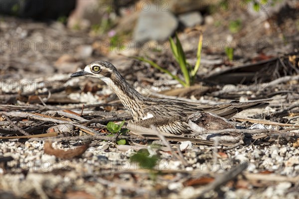 Bush stone-curlews