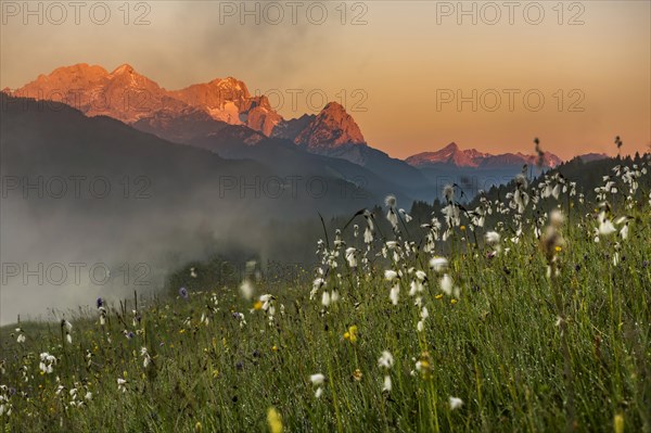 Cottongrass