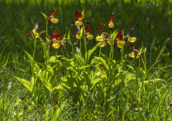 Yellow lady's slipper orchid