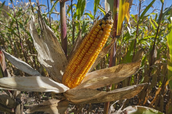 Fodder maize