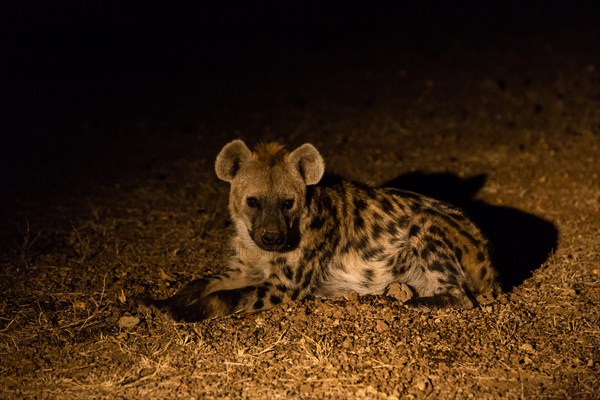 Spotted Hyena