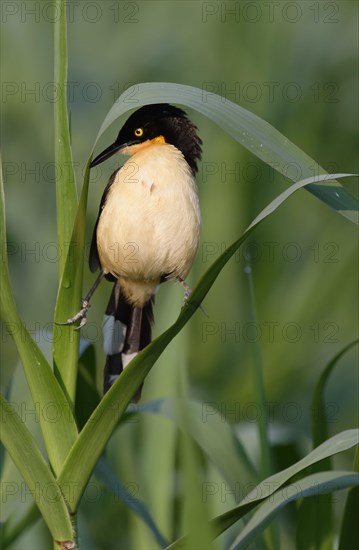 Black-capped Donacobius