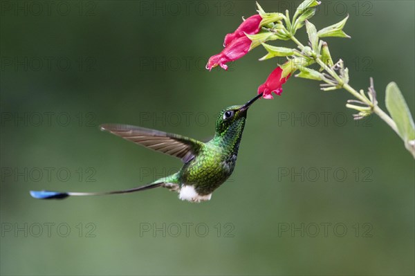 Booted racket-tail