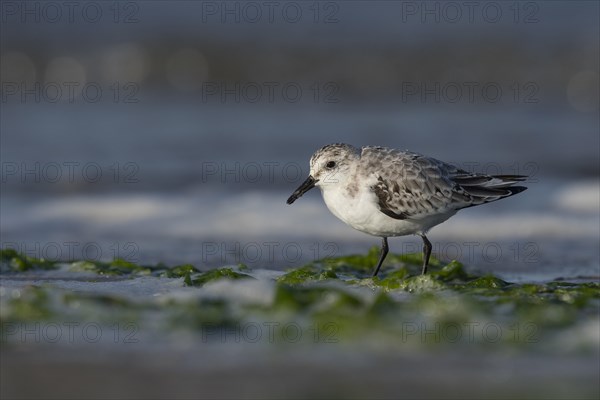 Sanderling