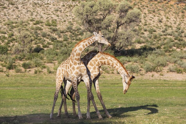 Two Southern Giraffes