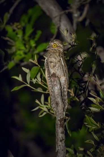 Common potoo