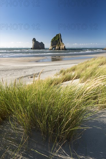 Grassy dune rock island Wharariki Beach