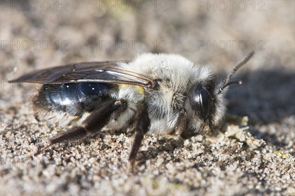 Ashy Mining Bee