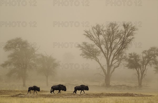 Blue Wildebeests