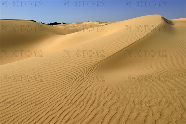 Sanddunes of Al Khaluf desert