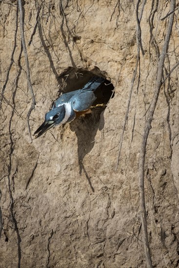 Ringed kingfisher