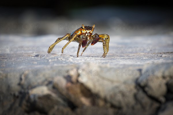 Shore crab