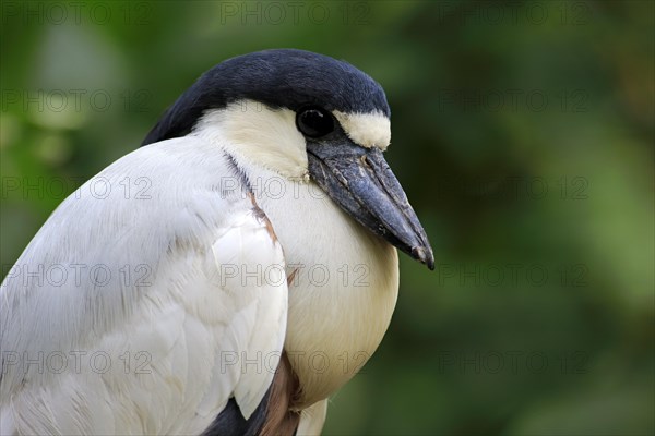 Boat-billed heron