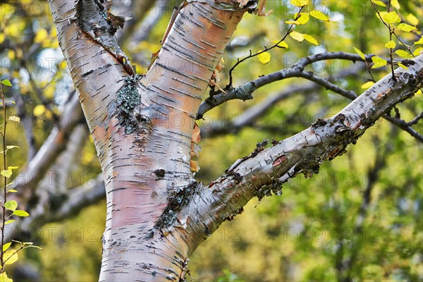 Birch trees