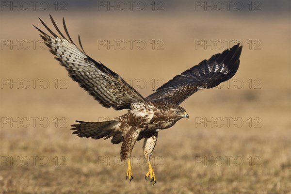 Buzzard