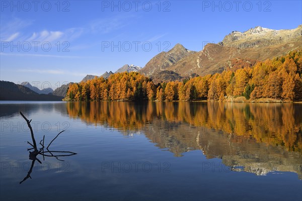 Autumnal discoloured larch forest