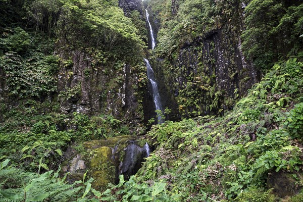 Waterfall with typical fern vegetation