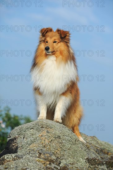 Sheltie