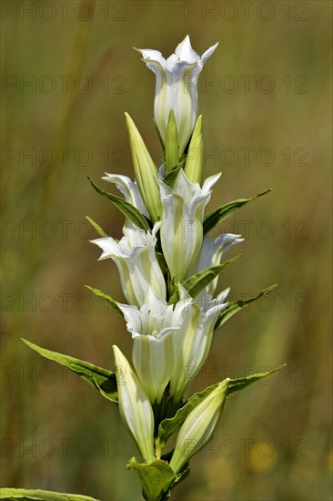 Willow Gentian