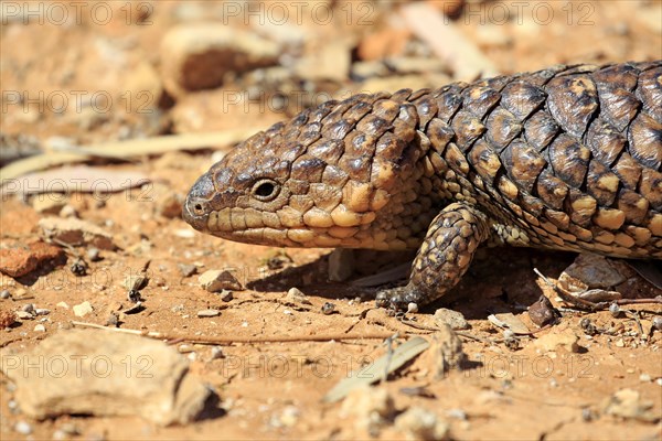 Bobtail skink