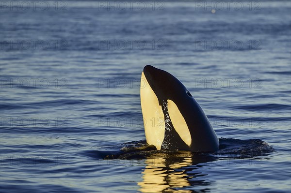 Orca or killer whale