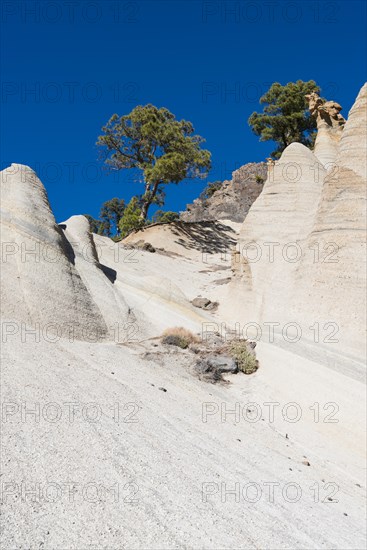 Trees on bare sandstone rocks