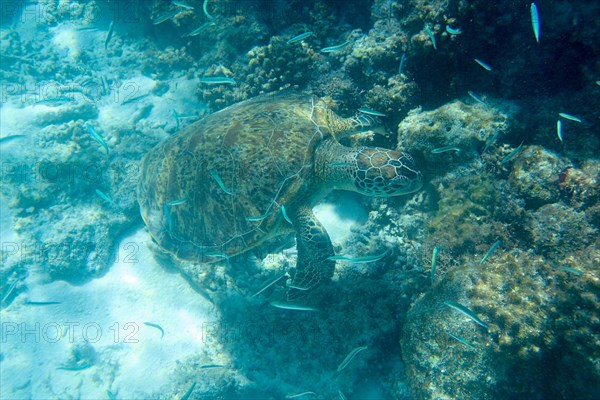 Hawksbill sea turtle