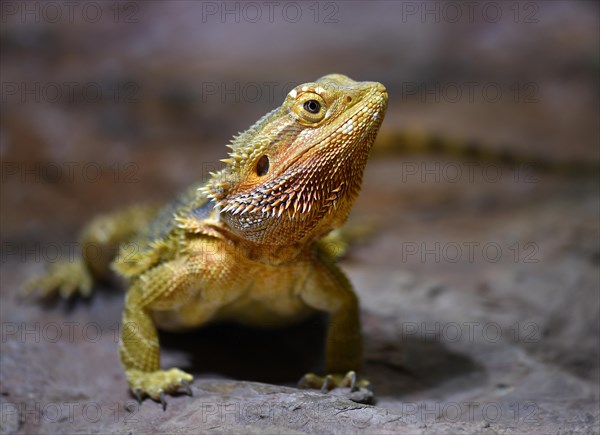 Frill-necked lizard