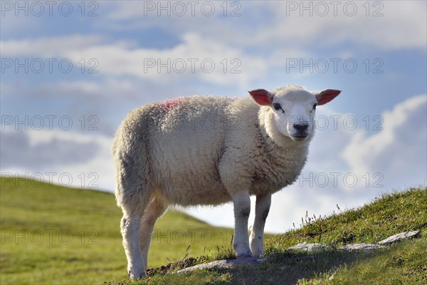 Sheep on Bray Head