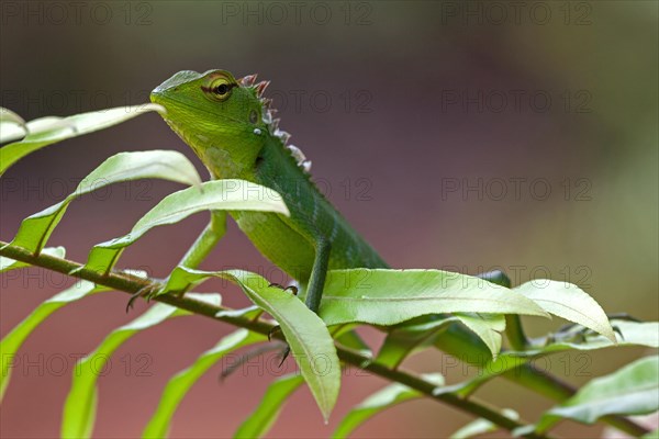 Common green forest lizard