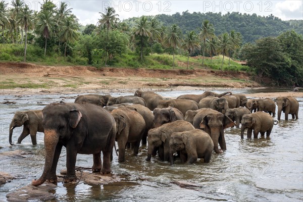 Asian or Asiatic elephants