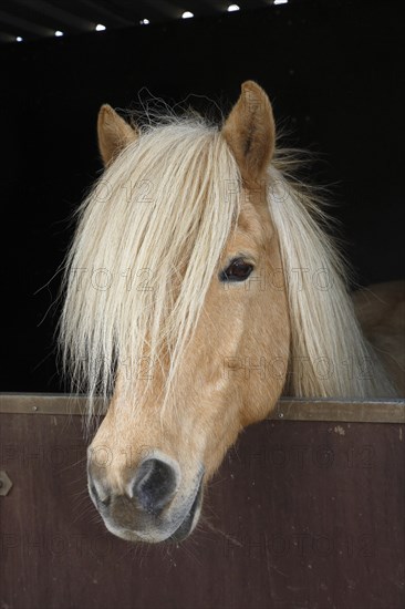 Iceland horse