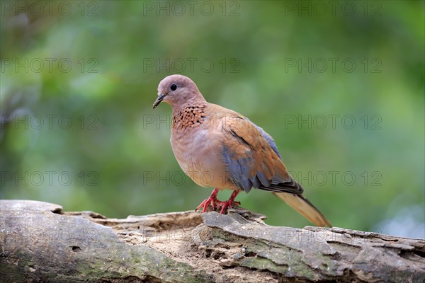 Laughing dove